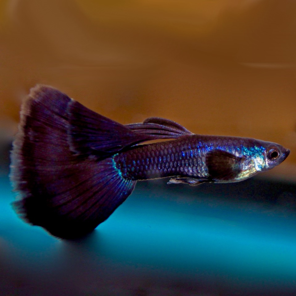 Poecilia.ret.   Black moscow guppy